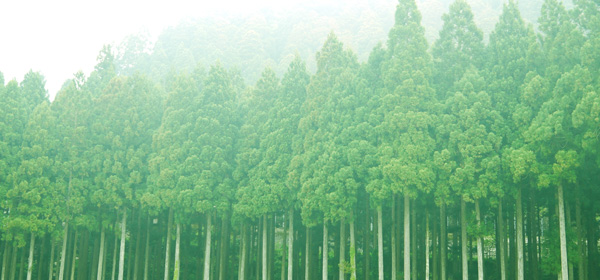 ケンカ棒の種類